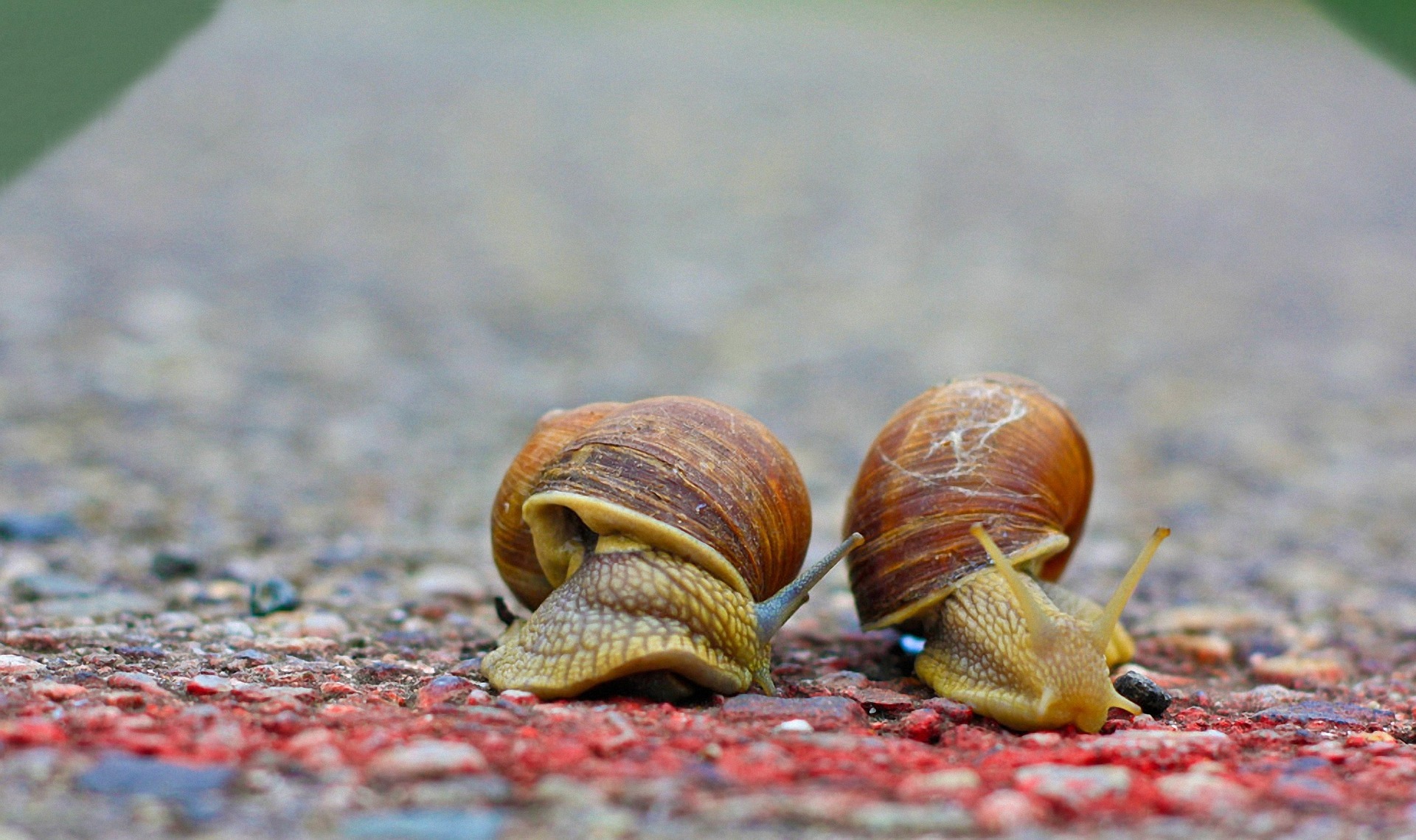 Snail Finish - no intervals